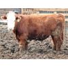 Image 6 : McIntyre Ranch - 750# Steers - 125 Head (Raymond, AB)
