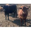 Image 5 : Klause Farms Inc - 800# Steers - 77 Head (Onoway, AB)