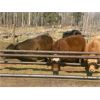 Image 6 : Klause Farms Inc - 800# Steers - 77 Head (Onoway, AB)