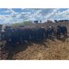 Image 1 : Westland Cattle - 750# Steers - 85 Head (Leduc, AB)