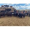 Image 2 : Westland Cattle - 750# Steers - 85 Head (Leduc, AB)