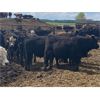 Image 6 : Westland Cattle - 750# Steers - 85 Head (Leduc, AB)