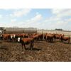 Image 1 : B&B Feeders - 680# Steers - 90 Head (Coaldale, AB)