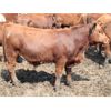 Image 2 : B&B Feeders - 680# Steers - 90 Head (Coaldale, AB)