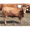 Image 5 : B&B Feeders - 680# Steers - 90 Head (Coaldale, AB)