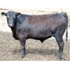 Image 4 : B&B Feeders - 690# Steers - 90 Head (Coaldale, AB)