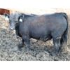 Image 5 : B&B Feeders - 690# Steers - 90 Head (Coaldale, AB)
