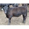 Image 6 : B&B Feeders - 690# Steers - 90 Head (Coaldale, AB)