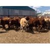 Image 2 : Raymond Farms - 625# Heifers - 99 Head (Fort Macleod, AB)