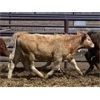 Image 3 : Raymond Farms - 625# Heifers - 99 Head (Fort Macleod, AB)