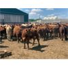 Image 4 : Raymond Farms - 625# Heifers - 99 Head (Fort Macleod, AB)