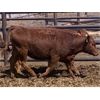 Image 5 : Raymond Farms - 625# Heifers - 99 Head (Fort Macleod, AB)