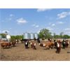 Image 3 : Four Harts Cattle Co. - 840# Heifers - 73 Head (Vermilion, AB)