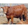 Image 6 : Rob Mossey - 890# Steers - 69 Head (Vauxhall, AB)