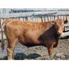 Image 8 : Rob Mossey - 890# Steers - 69 Head (Vauxhall, AB)