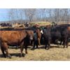 Image 2 : Double X Land & Cattle - 900# September Grass Heifers - 60 Head (Langruth, MB)