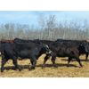 Image 3 : Double X Land & Cattle - 900# September Grass Heifers - 60 Head (Langruth, MB)
