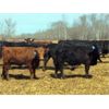 Image 4 : Double X Land & Cattle - 900# September Grass Heifers - 60 Head (Langruth, MB)