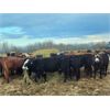 Image 7 : Double X Land & Cattle - 900# September Grass Heifers - 60 Head (Langruth, MB)