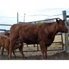 Image 1 : B-Elle Red Angus - 5 Red Angus Pairs (Turtleford, SK)