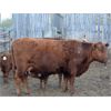 Image 2 : B-Elle Red Angus - 5 Red Angus Pairs (Turtleford, SK)