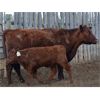 Image 3 : B-Elle Red Angus - 5 Red Angus Pairs (Turtleford, SK)