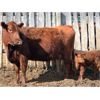 Image 4 : B-Elle Red Angus - 5 Red Angus Pairs (Turtleford, SK)