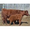 Image 5 : B-Elle Red Angus - 5 Red Angus Pairs (Turtleford, SK)
