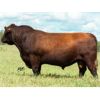 Image 6 : B-Elle Red Angus - 5 Red Angus Pairs (Turtleford, SK)