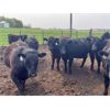 Image 10 : Chipping Hill Cattle Co. - 925# Heifers - 67 Head (MacGregor, MB)