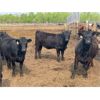 Image 15 : Chipping Hill Cattle Co. - 925# Heifers - 67 Head (MacGregor, MB)