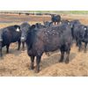 Image 16 : Chipping Hill Cattle Co. - 925# Heifers - 67 Head (MacGregor, MB)