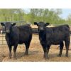 Image 19 : Chipping Hill Cattle Co. - 925# Heifers - 67 Head (MacGregor, MB)
