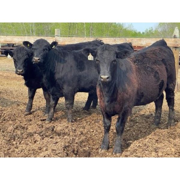 Chipping Hill Cattle Co. - 925# Heifers - 67 Head (MacGregor, MB)