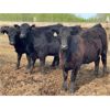 Image 1 : Chipping Hill Cattle Co. - 925# Heifers - 67 Head (MacGregor, MB)