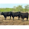 Image 2 : Chipping Hill Cattle Co. - 925# Heifers - 67 Head (MacGregor, MB)