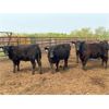 Image 5 : Chipping Hill Cattle Co. - 925# Heifers - 67 Head (MacGregor, MB)