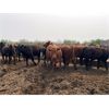 Image 12 : Chipping Hill Cattle Co. - 900# Heifers - 69 Head (MacGregor, MB)