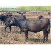 Image 13 : Chipping Hill Cattle Co. - 900# Heifers - 69 Head (MacGregor, MB)