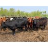 Image 15 : Chipping Hill Cattle Co. - 900# Heifers - 69 Head (MacGregor, MB)