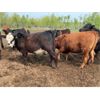 Image 16 : Chipping Hill Cattle Co. - 900# Heifers - 69 Head (MacGregor, MB)