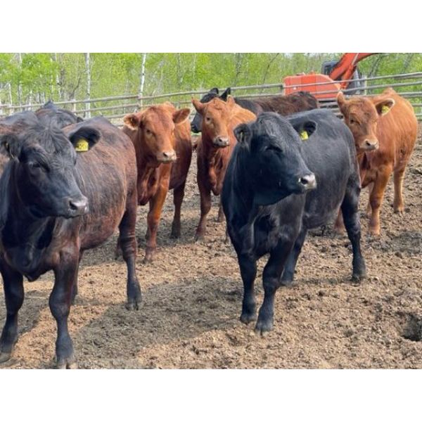 Chipping Hill Cattle Co. - 900# Heifers - 69 Head (MacGregor, MB)