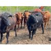 Image 1 : Chipping Hill Cattle Co. - 900# Heifers - 69 Head (MacGregor, MB)