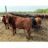 Image 3 : Chipping Hill Cattle Co. - 900# Heifers - 69 Head (MacGregor, MB)