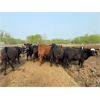 Image 5 : Chipping Hill Cattle Co. - 900# Heifers - 69 Head (MacGregor, MB)