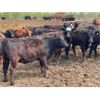 Image 9 : Chipping Hill Cattle Co. - 900# Heifers - 69 Head (MacGregor, MB)