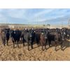 Image 1 : Cross Bar Ranch - 920# Heifers - 138 Head (Consort, AB)