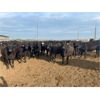 Image 2 : Cross Bar Ranch - 920# Heifers - 138 Head (Consort, AB)
