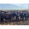 Image 3 : Cross Bar Ranch - 920# Heifers - 138 Head (Consort, AB)