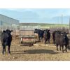 Image 5 : Cross Bar Ranch - 920# Heifers - 138 Head (Consort, AB)
